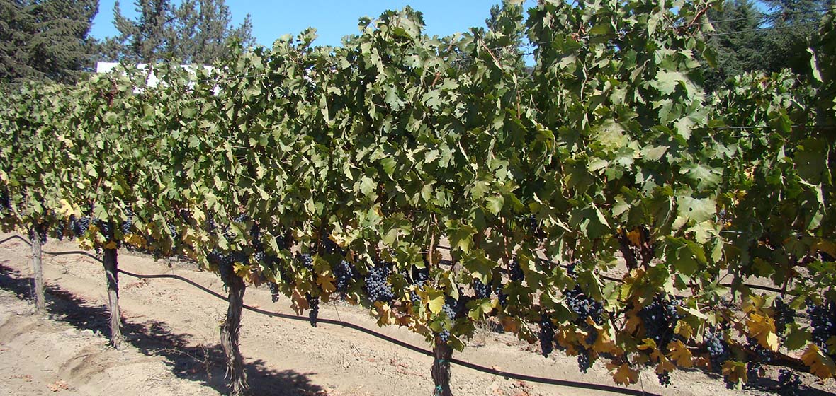 GrapeVines