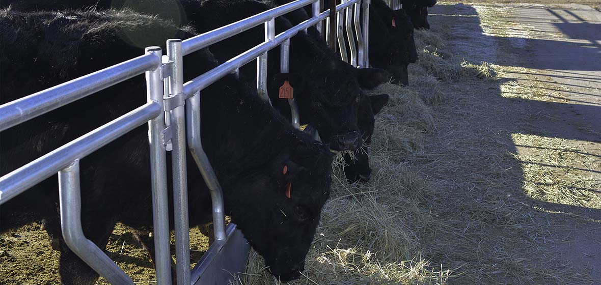 CattleGrazing