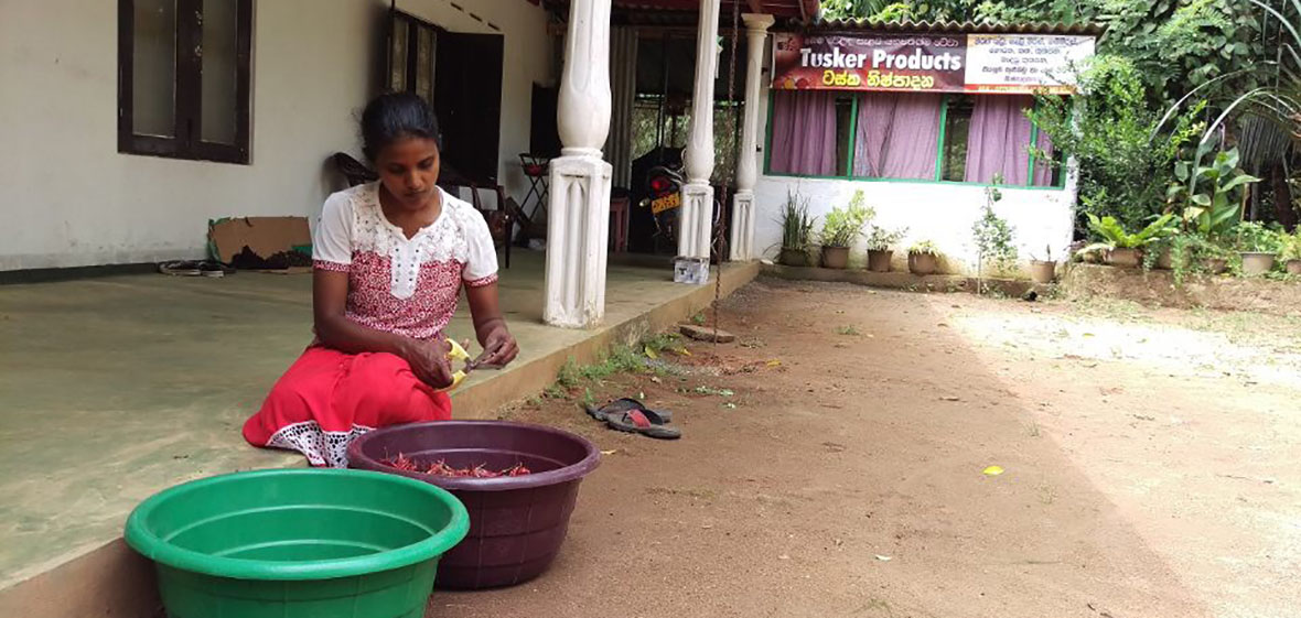 A woman is sitting down and cutting peppers to be made into spices at Tusker Products in Waga, Sri Lanka. 