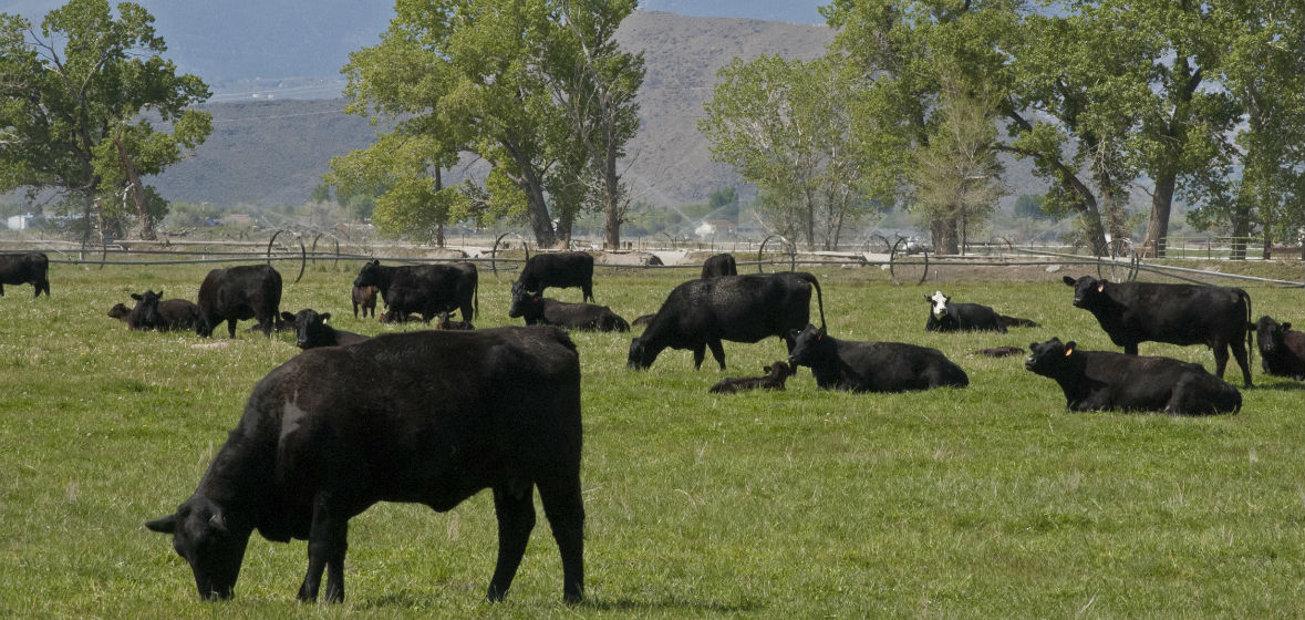 Cattle grazing in a field