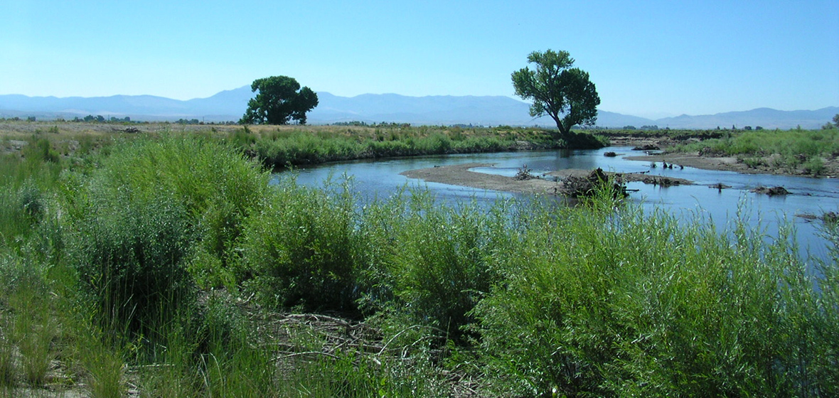 A stream flows past a tree.