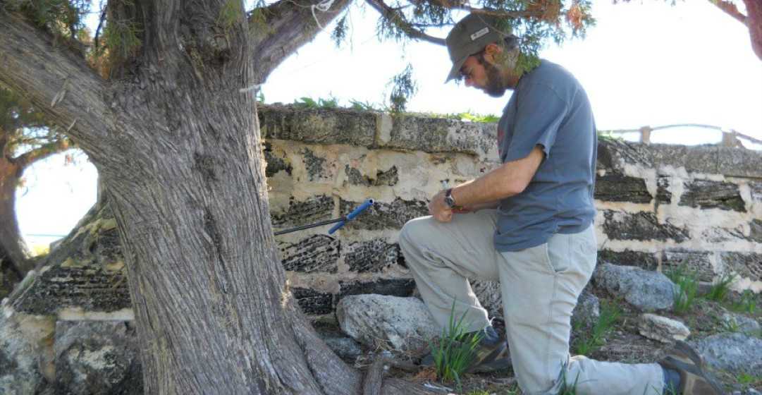 Adam Csank cores tree in Bermuda