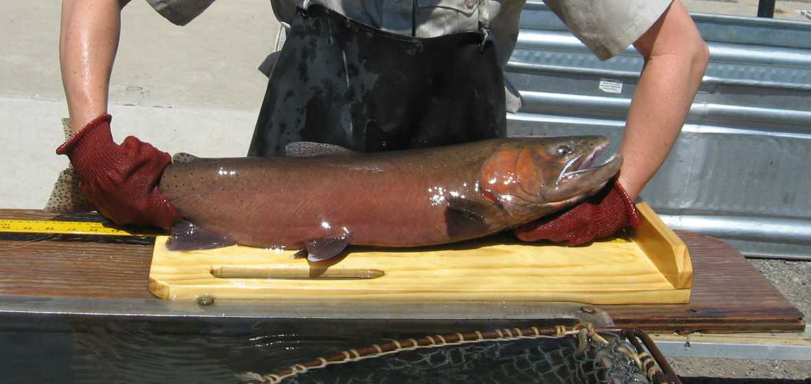 Fish and Wildlife Services measures Lahontan cutthroat
