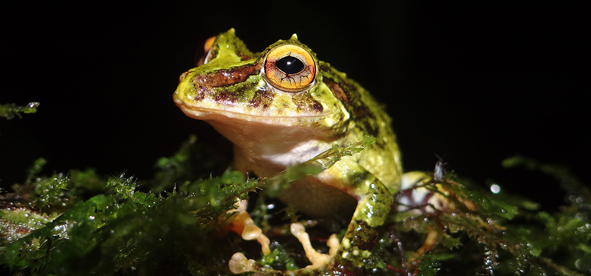 Green and borwn frog (pristimanti museosus) in foliage