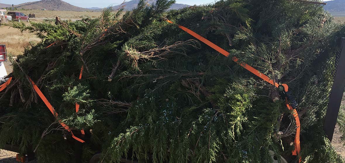 Juniper strapped to a truck