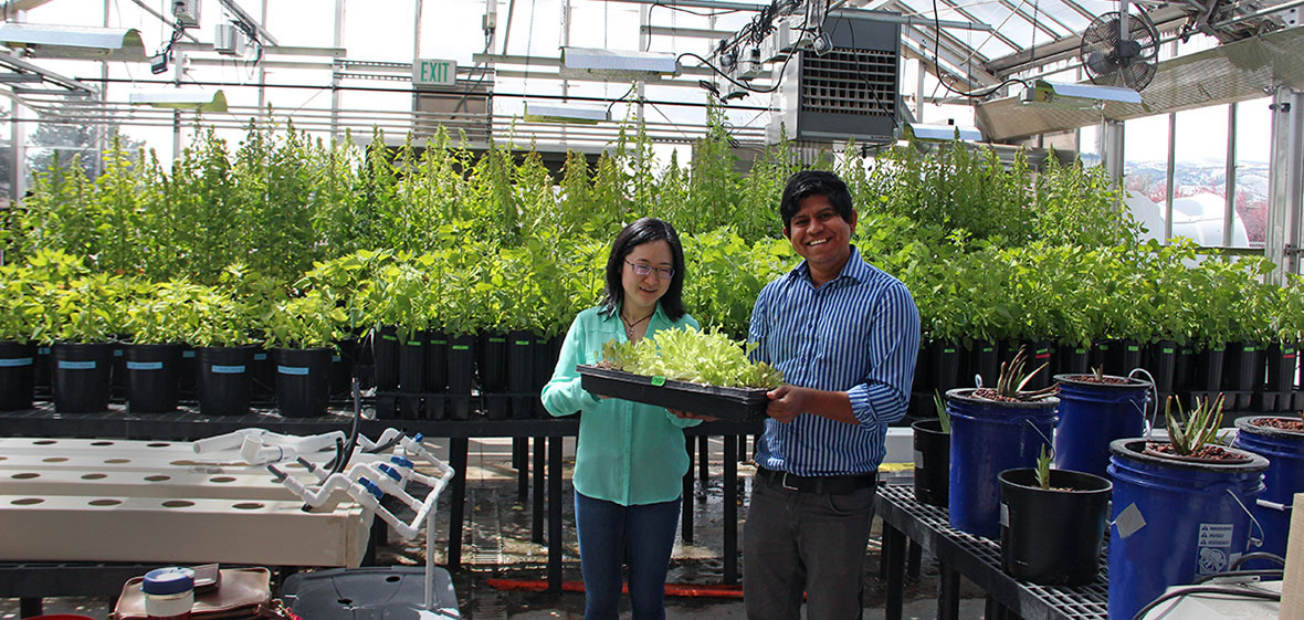 Kamol and Yaqi with lettuce standing in a greenhouse