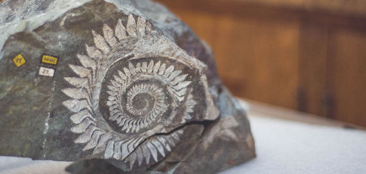 Helicoprion fossil on display