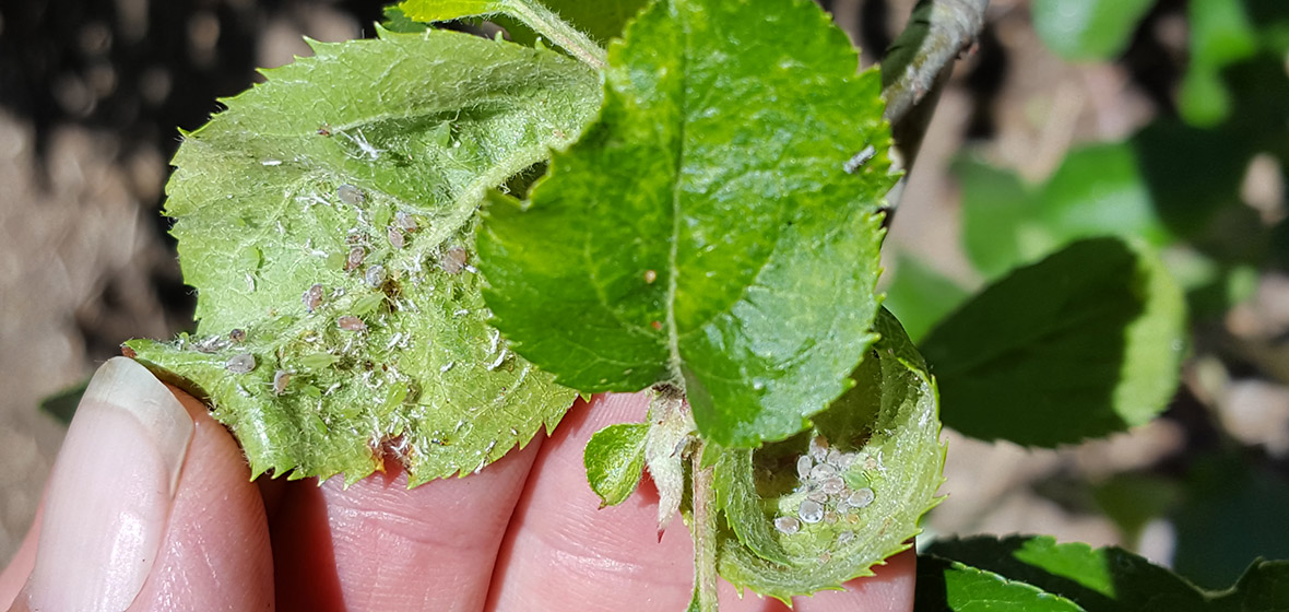 aphids on the bottom of a tree leaf