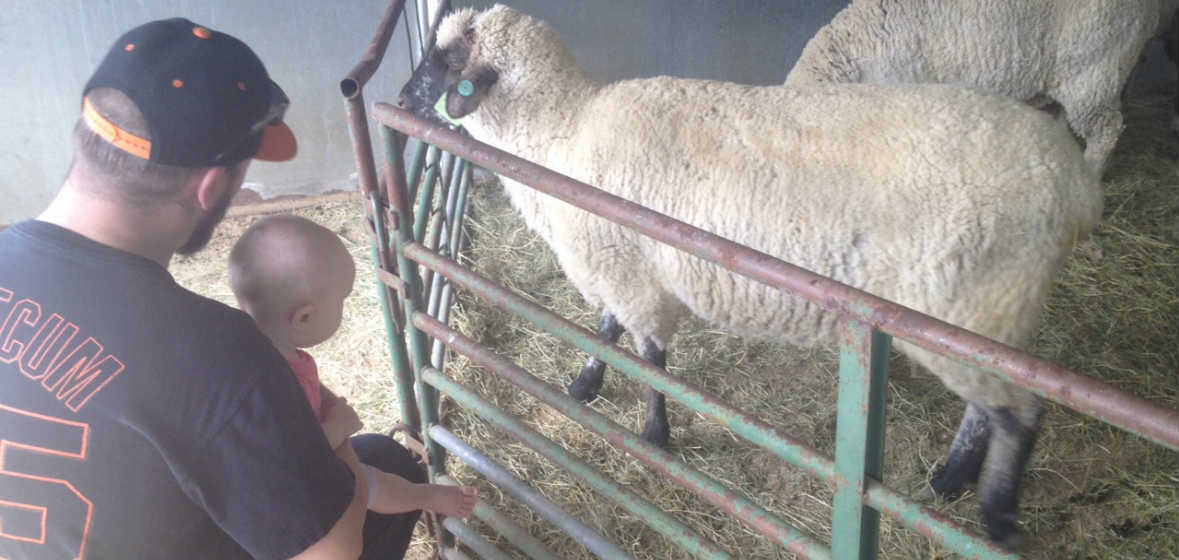 man and baby looking at sheep in a pen