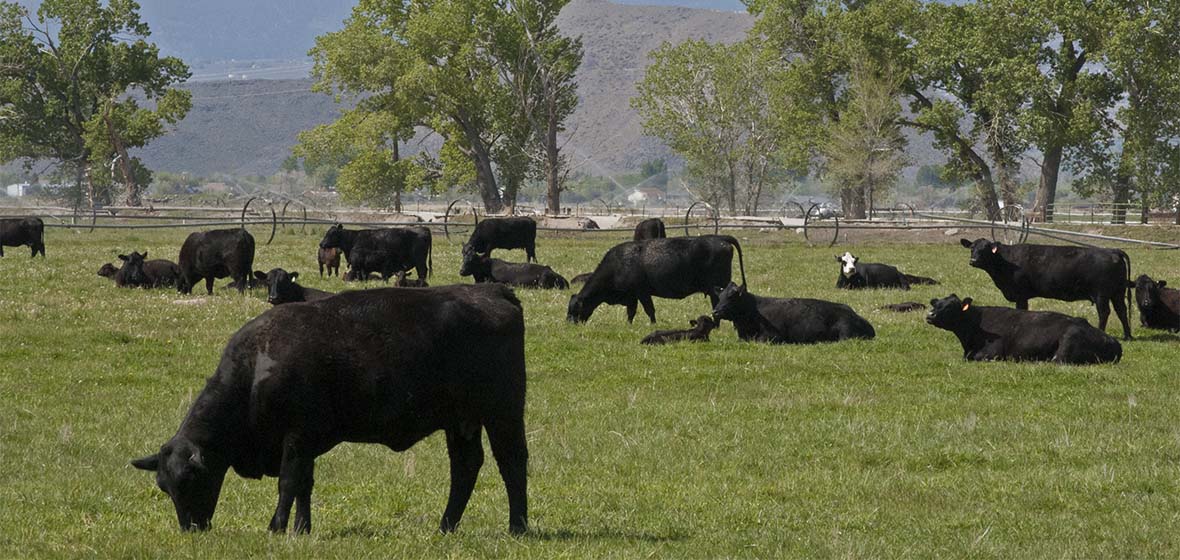 Cattle grazing in field 