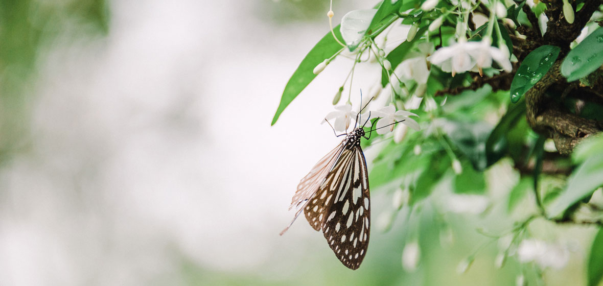 BUtterfly on plant