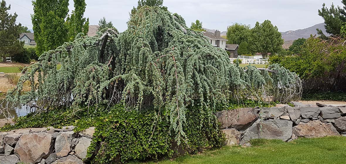 Photo of a Weeping Blue Atlas Cedar 