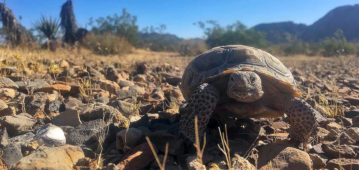 Mohave Desert Tortoise crawling in desert