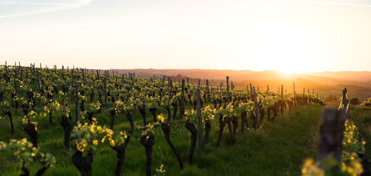 A vineyard at sunset