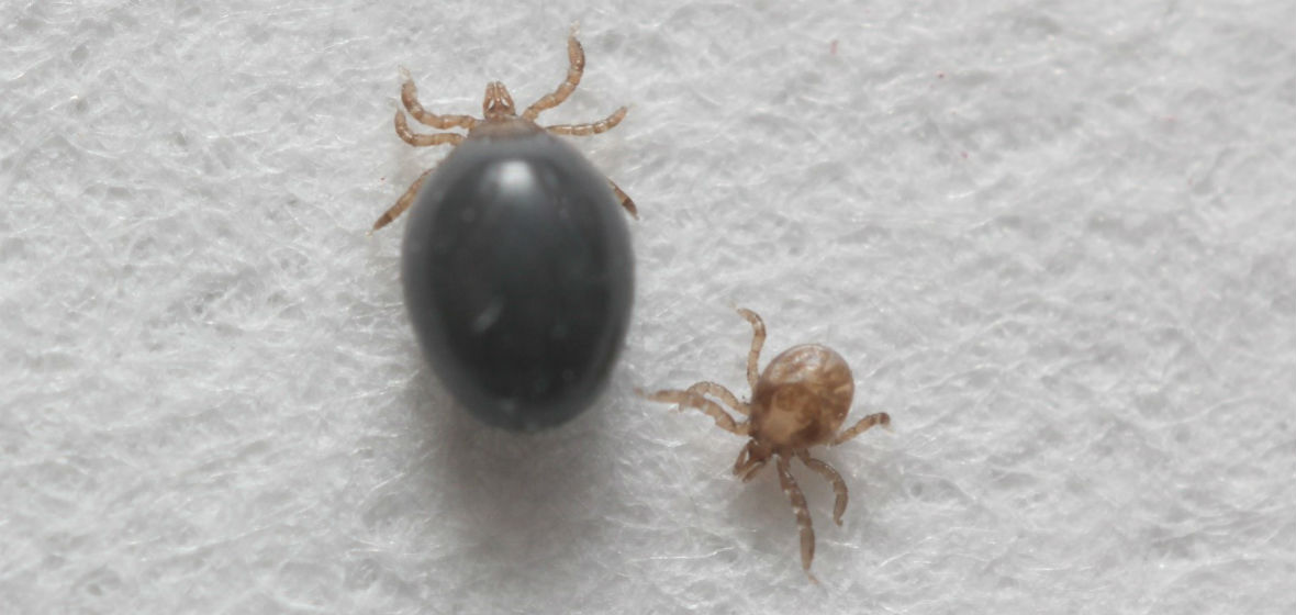 Generating First Ever Transgenic Ticks To Help Fight Tick Borne Diseases University Of Nevada Reno