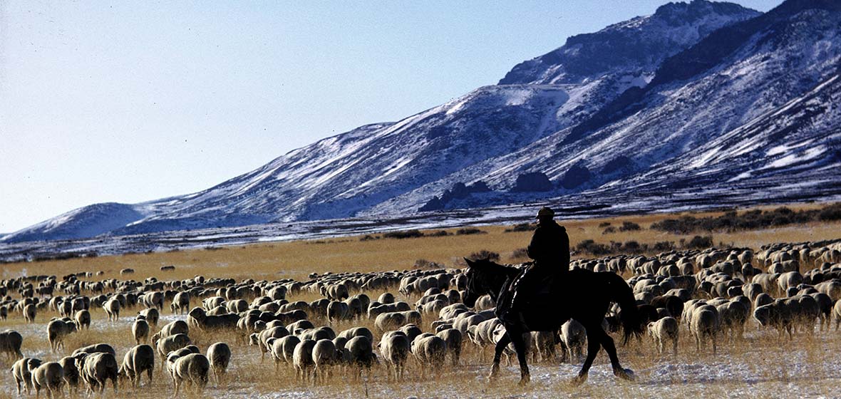 A Basque Sheep Herder moves sheep across the Sierra Nevada