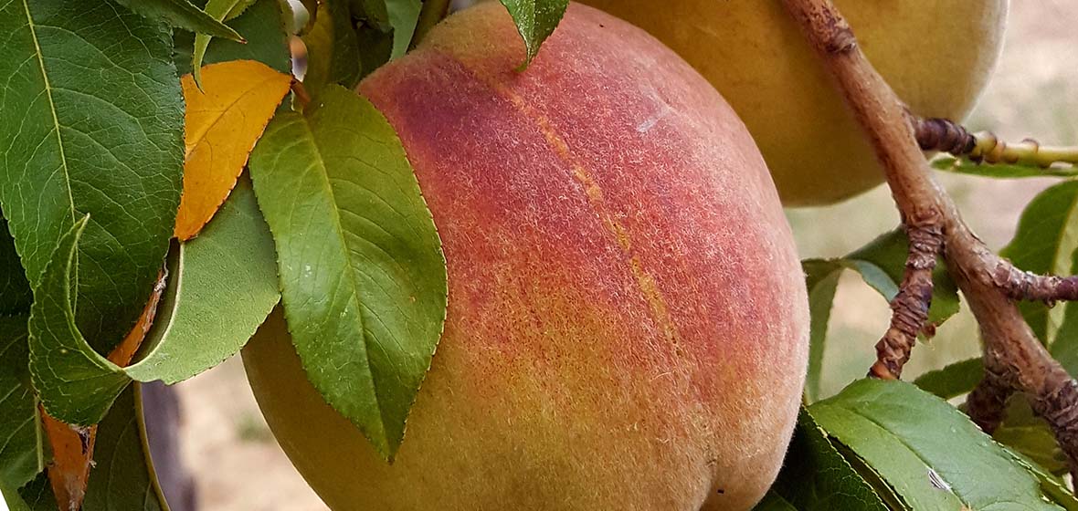 Peaches on a tree