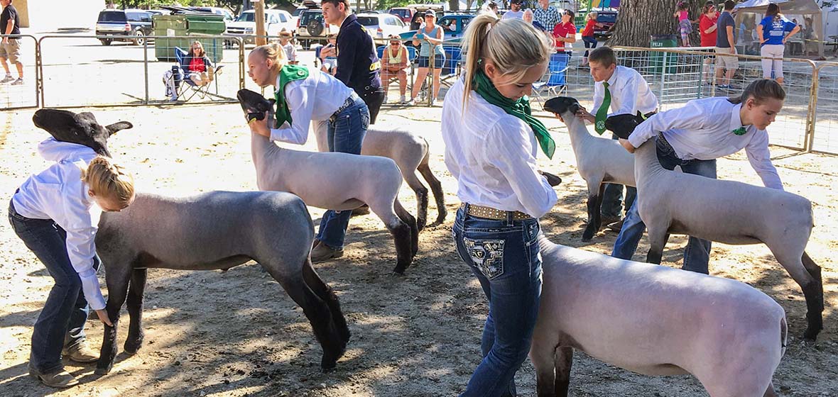 4-H members posing their sheep