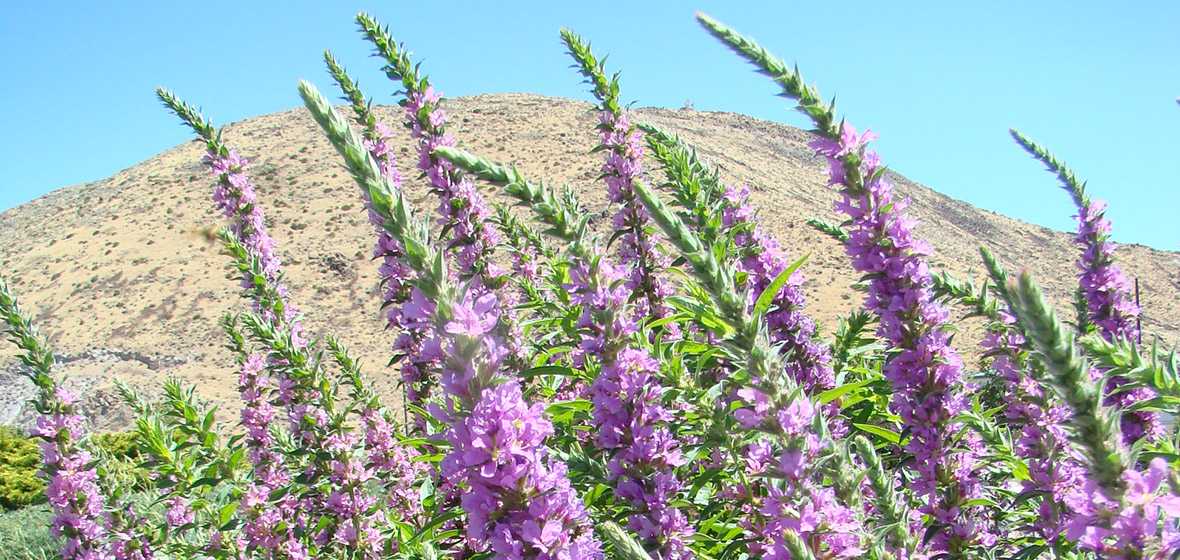 Purple spearlike flowers