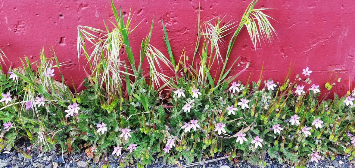 Filaree and cheatgrass nuisance weeds