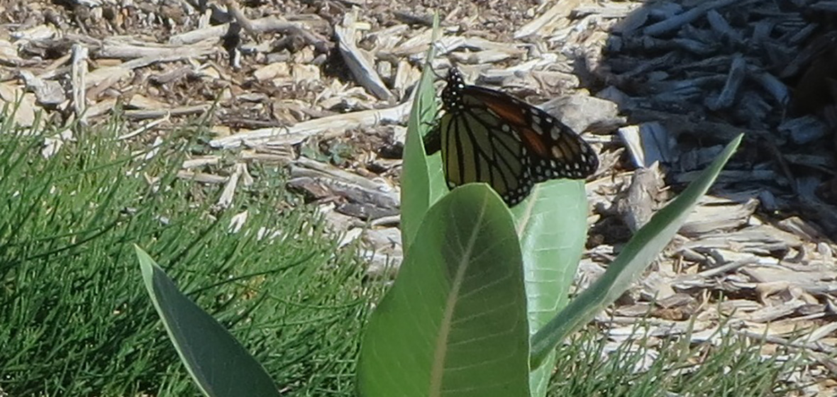 Monarch butterfly on milkweed