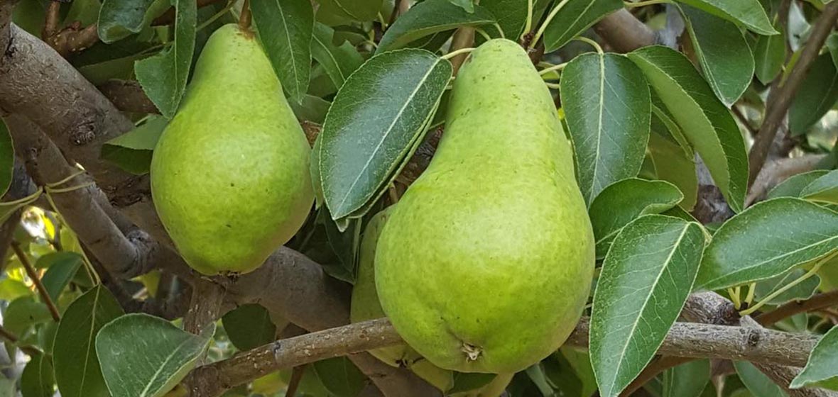 Two green pears on a branch