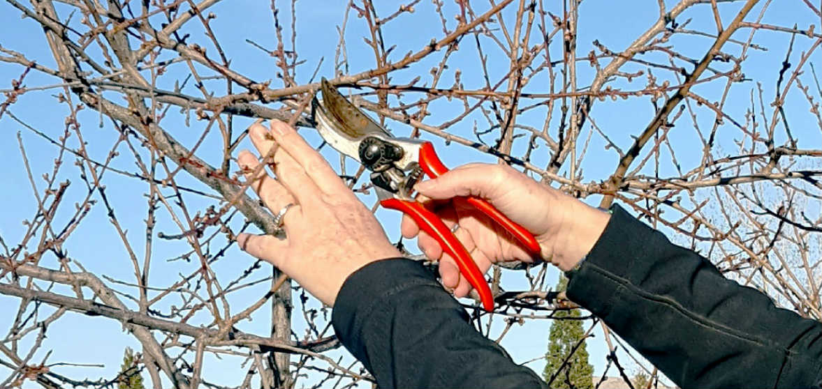 Hands pruning a tree with red handpruners