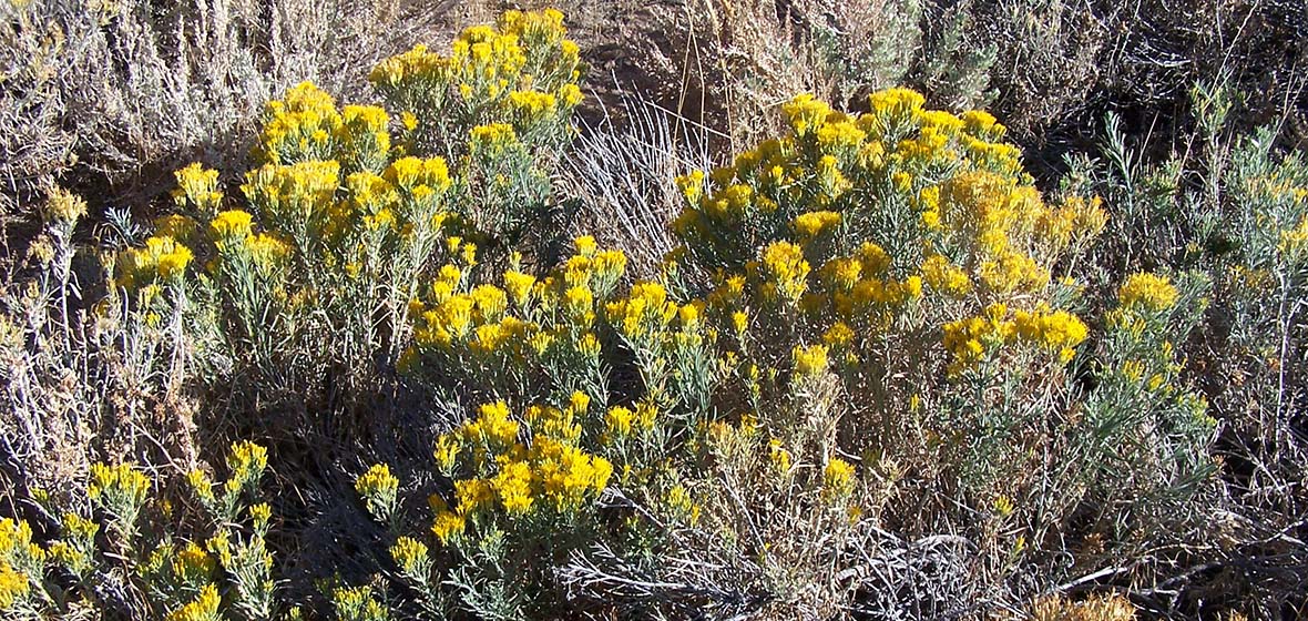 A rubber rabbitbrush shrub