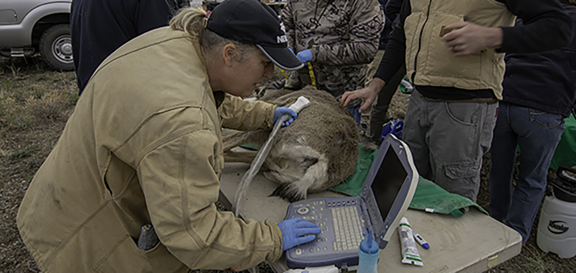 Mule deer getting an ultrasound in the field