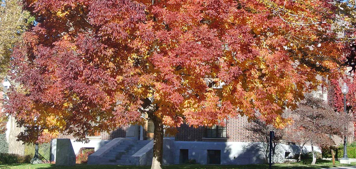 Ash tree with red leaves