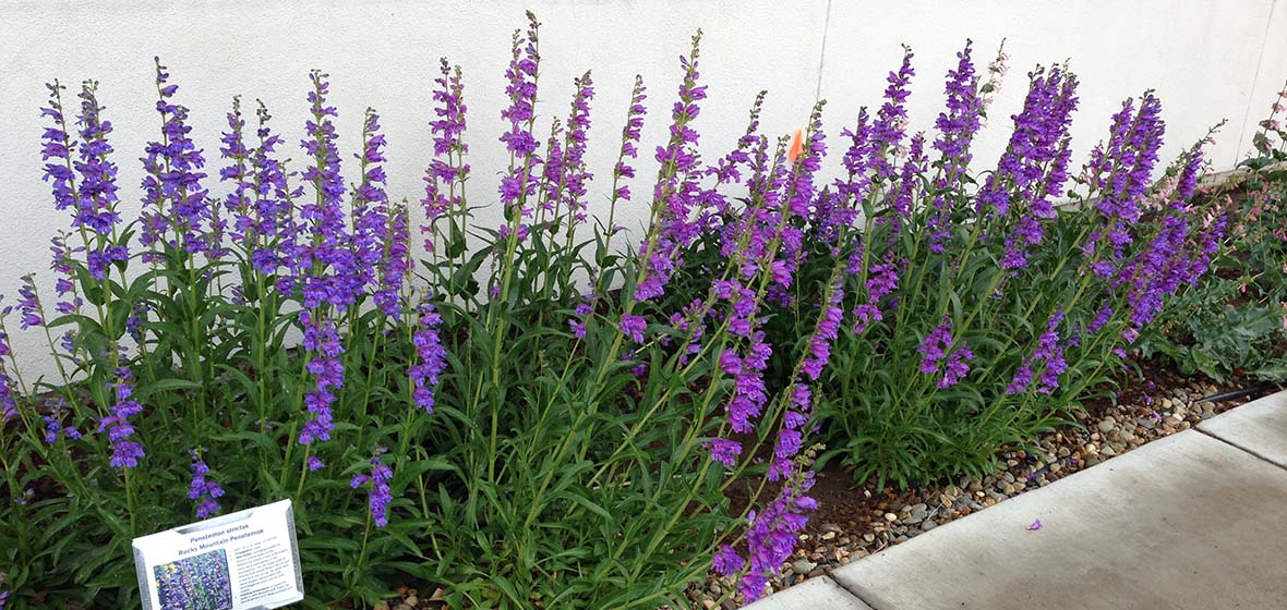 purple bell shaped flowers on a stalk