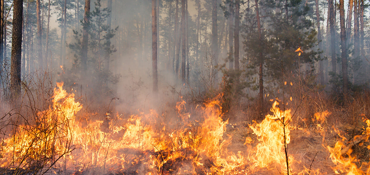 Wildfire burns in a forest