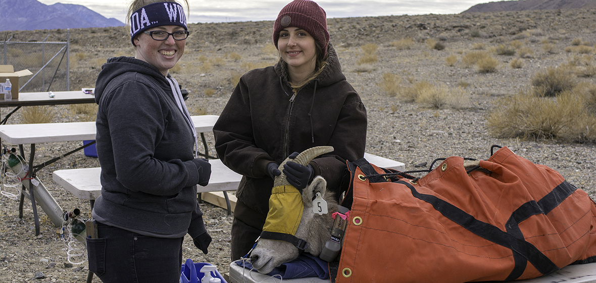 students with desert bighorn sheep