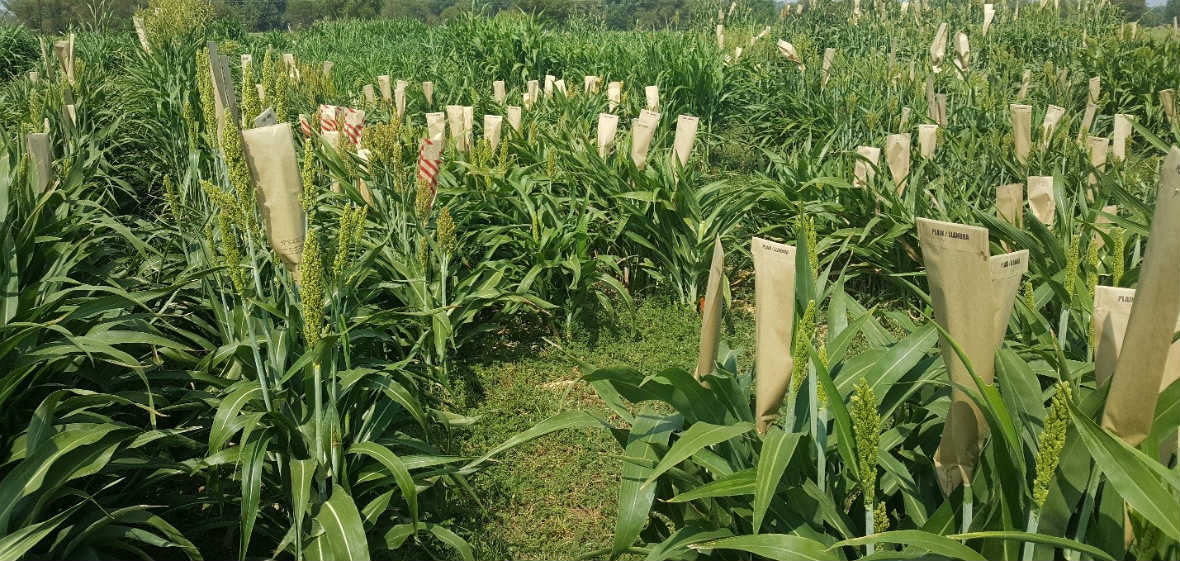 a crop of sorghum