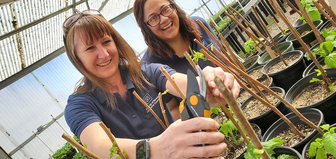 two women wearing Cooperative Extension polo shirts and pruning potted plants