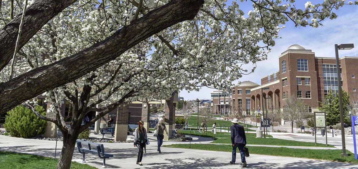 A cherry blossom tree blooms and a few people in the distance walk through the University of Nevada, Reno campus with a large, brick building in the background. 