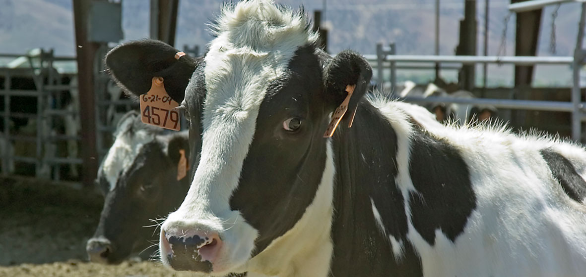 dairy cow looking at the camera