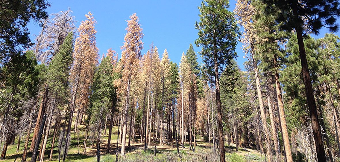 forest recovery