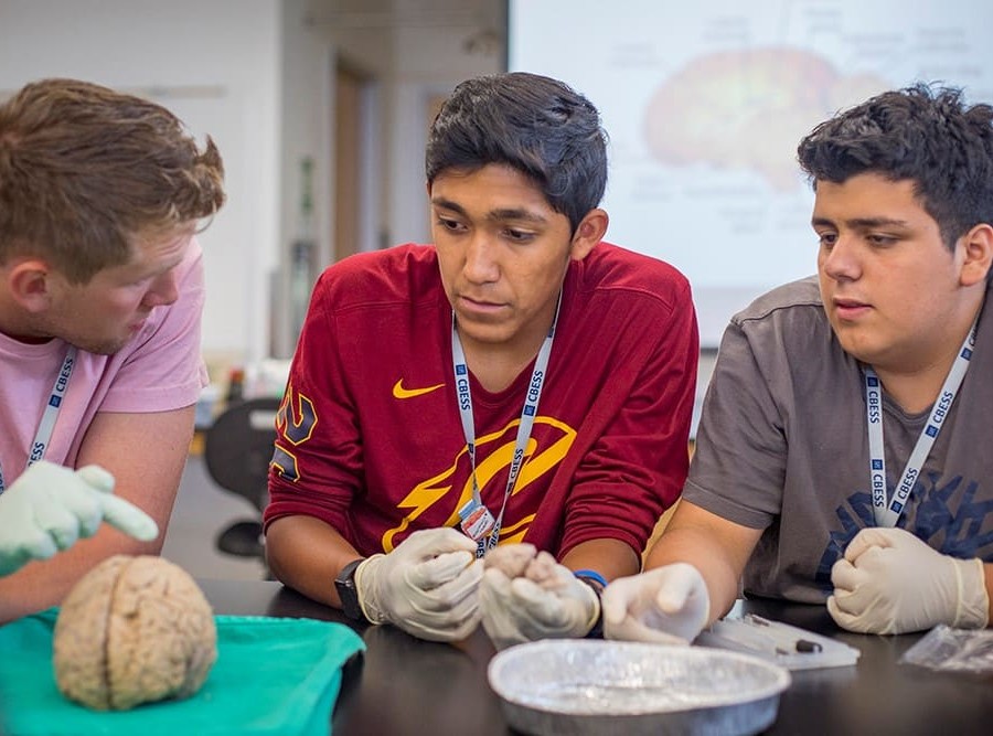CBESS mentor and University of Nevada, Reno senior Ryan Becker and high school mentees Anthony Antelo from the Academy of Arts, Careers and Technology in Reno and Miguel Pacheco from Silver State High School in Carson City examine a sheep brain during a three-week residential program encouraging bilingual youth to pursue careers in health care.