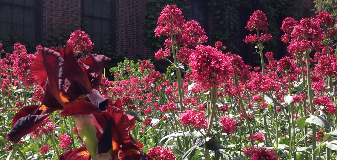 flower bed in bloom