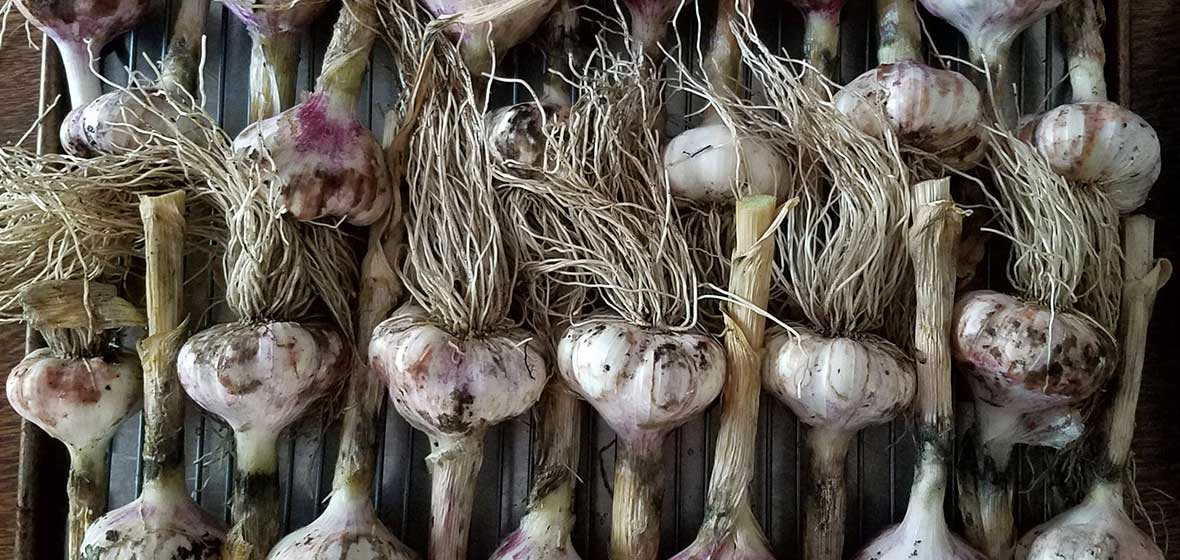 Garlic laid side by side 