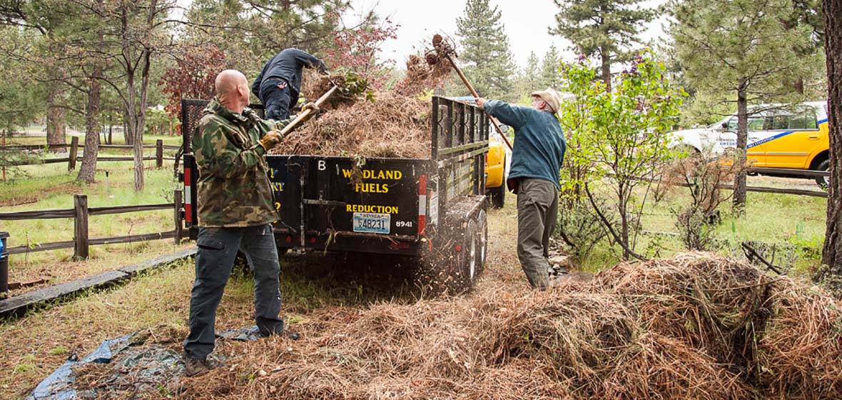 Men loading pine needles into truck