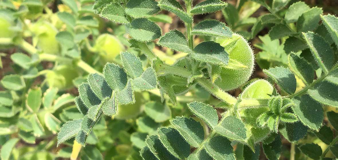 a chickpea plant