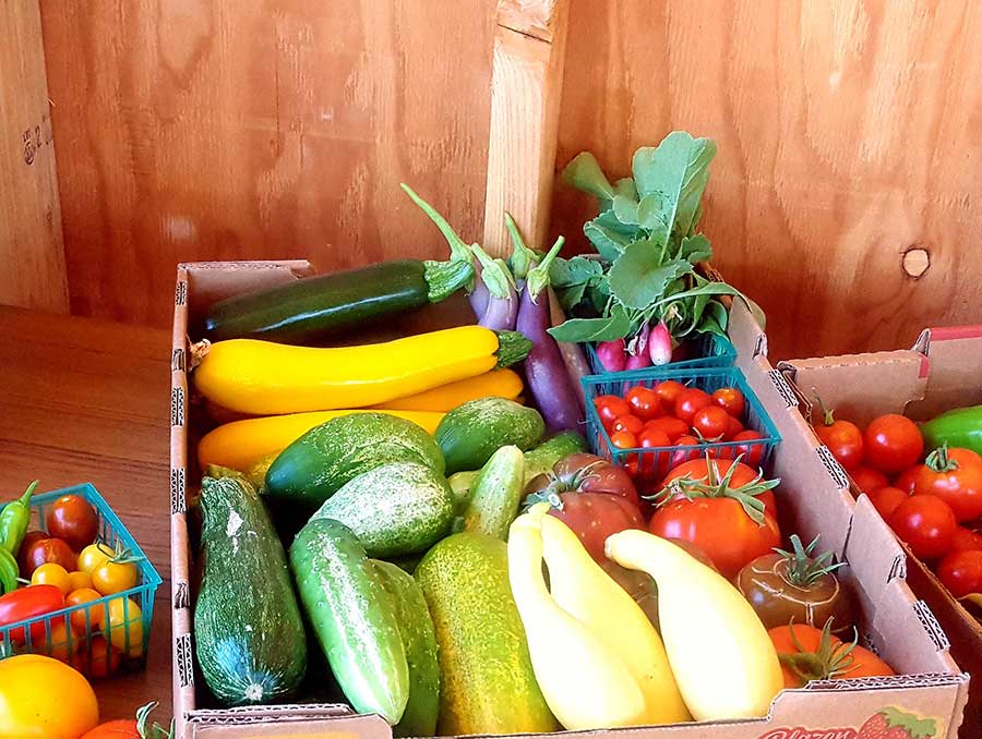 A box full of locally grown vegetables, including yellow squash, zucchini, eggplant, radish, and tomatoes