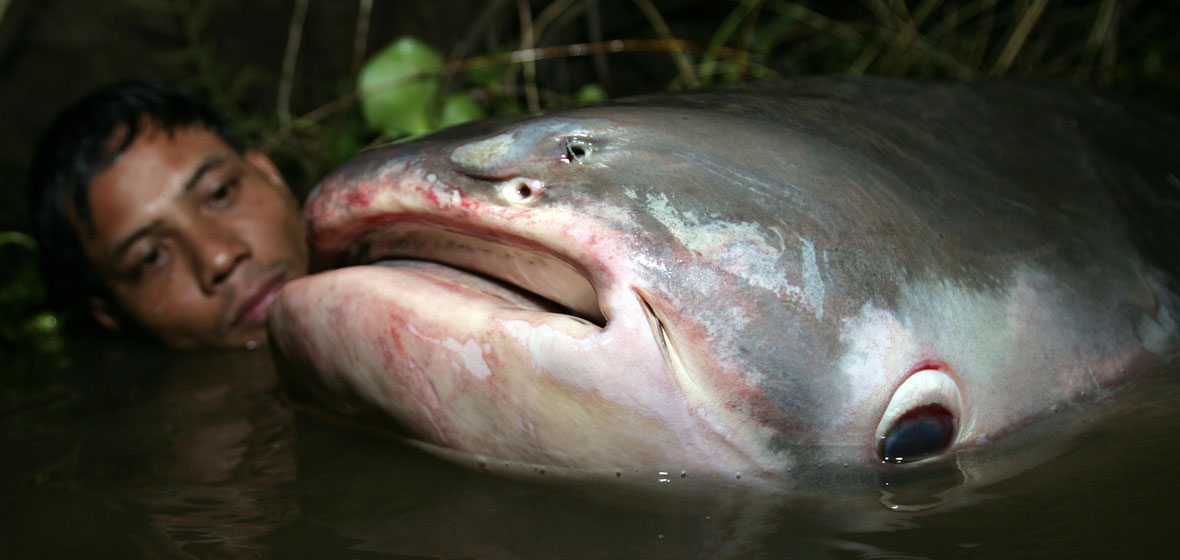 Khmer man with giant catfish in the Tonle Sap River