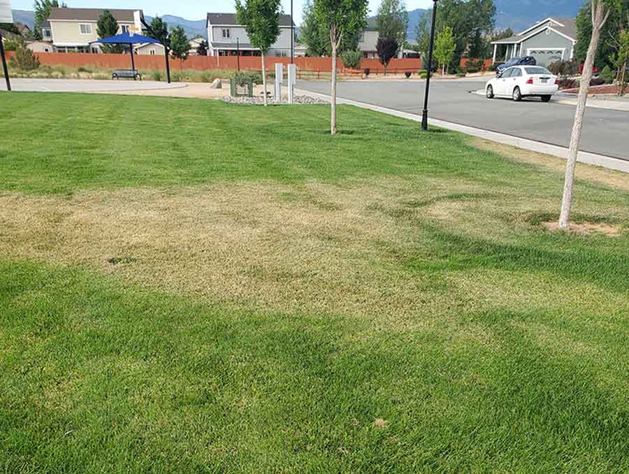 brown turfgrass surrounded by green turfgrass