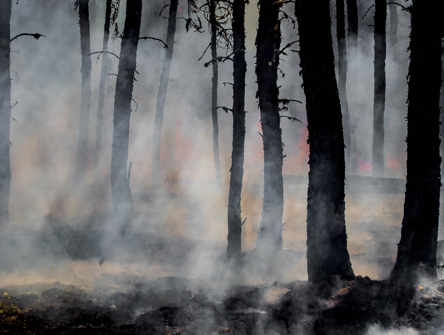 A burning forest with blackened trees, clouds of smoke, and flames in the background