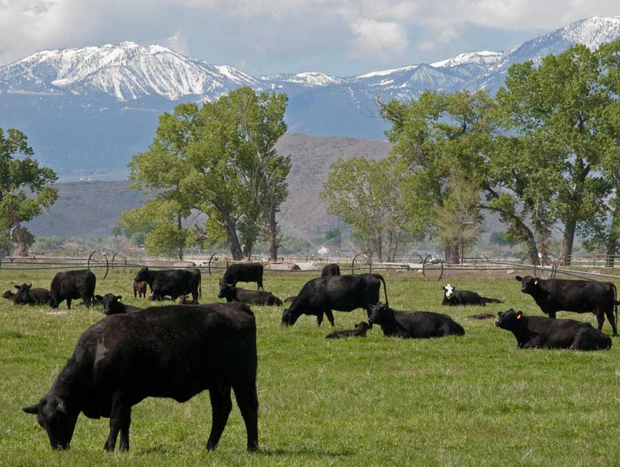 cattle grazing at the base of some mountains