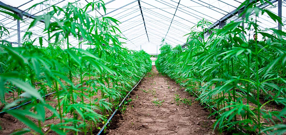 industrial hemp growing in a greenhouse