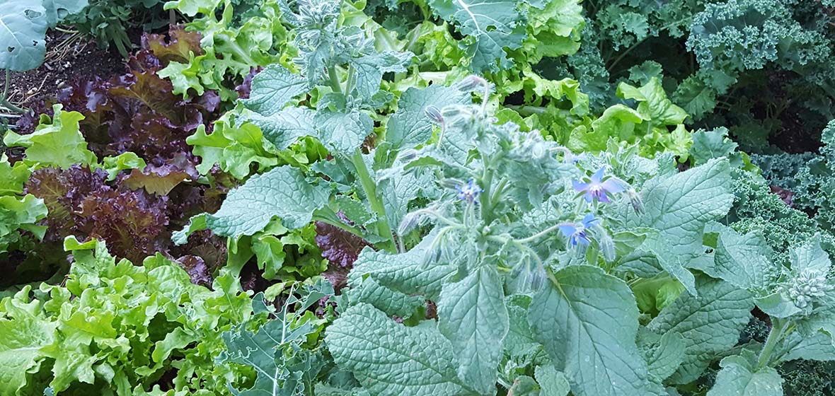 dwarf blue curled kale, borage, sugar snap peas, and red and green lettuce varieties growing 